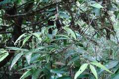 Cinnamomum riparium